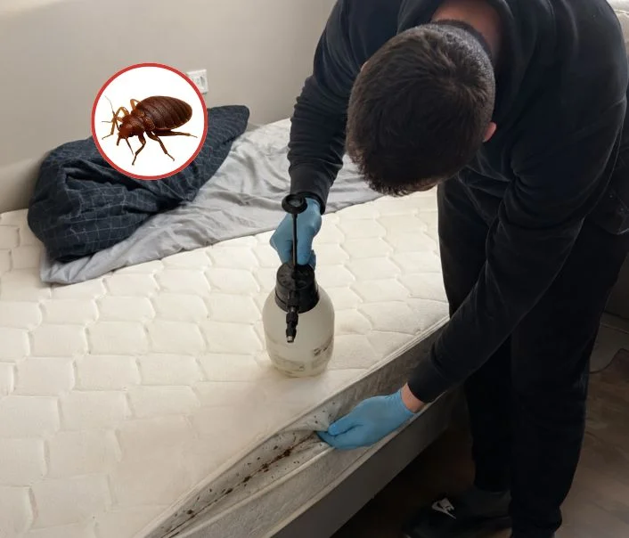 Technicien traitant un matelas contre les punaises de lit à Eaubonne